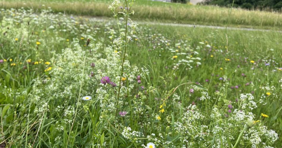 Wiesentag